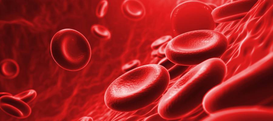Kırmızı kan hücrelerinin (eritrositlerin) mikroskobik görüntüsü; damarlar içinde oksijen taşıyan diske benzer yapılar belirgin şekilde görülüyor.