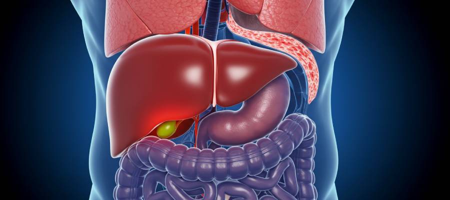 İnsan vücudunun üst karın bölgesini gösteren 3D tıbbi illüstrasyon; karaciğer, safra kesesi, mide, pankreas, dalak ve bağırsaklar ayrıntılı şekilde görüntüleniyor.