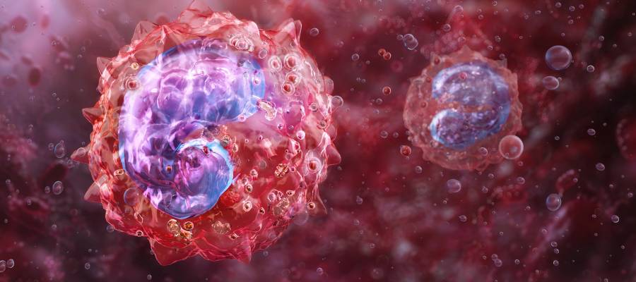 Makrofajlar bağışıklık sisteminin temel savunma hücrelerinden biridir.