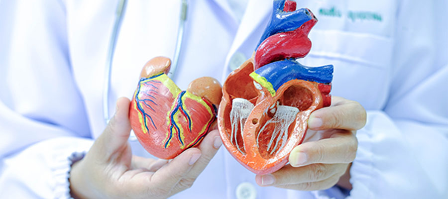 Doktorun elinde tuttuğu, mitral kapak yetmezliğini açıklamak için kullanılan, damarları ve kalp odacıklarını gösteren kalp maketi.