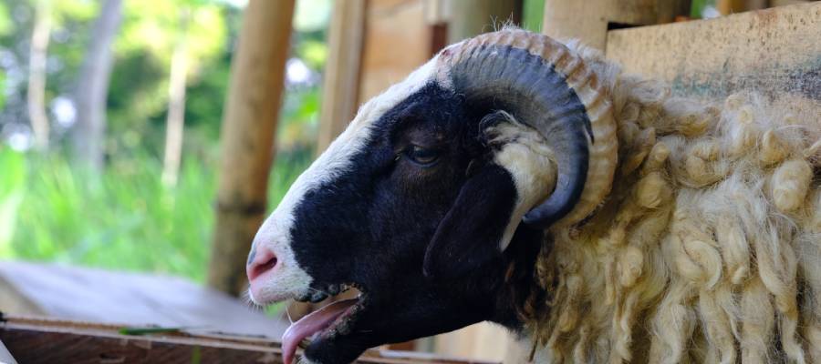 Orf hastalığına dair belirtileri gördüğünüzde bir uzmandan yardım almanız önemlidir.