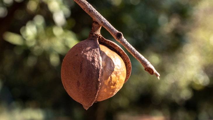 macadamia fındığı
