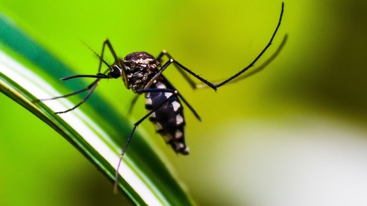 Asya kaplan sivrisineği dang, Chikungunya ve Zika gibi virüsleri taşıyabilir.