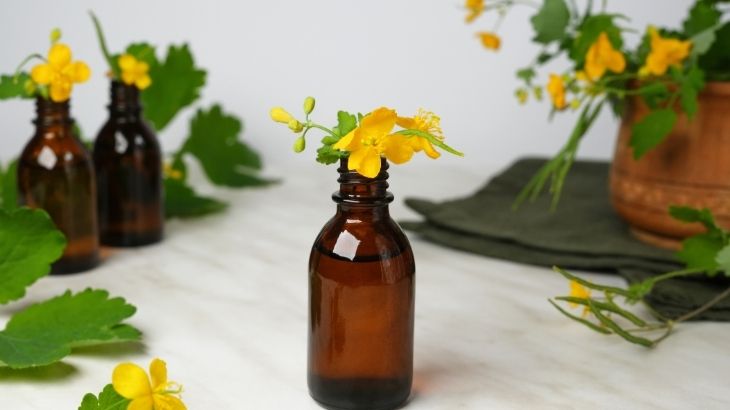 Kahverengi cam şişeye yerleştirilmiş çiçekli kırlangıç otu (Chelidonium majus) dalı; arka planda taze yapraklar ve doğal bir ortam.