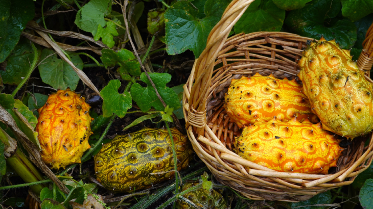 kiwano nasıl yenir