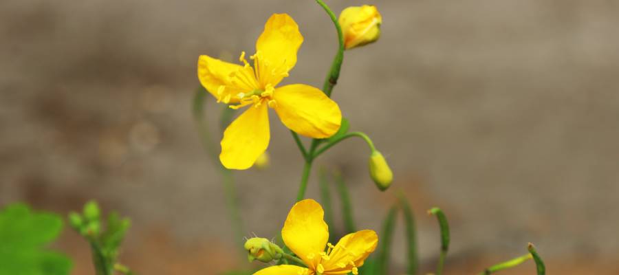 Sarı renkli, dört taç yapraklı kırlangıç otu (Chelidonium majus) çiçekleri; yeşil saplar üzerinde tomurcuklarla birlikte, doğal ortamda yakın plan görüntü.