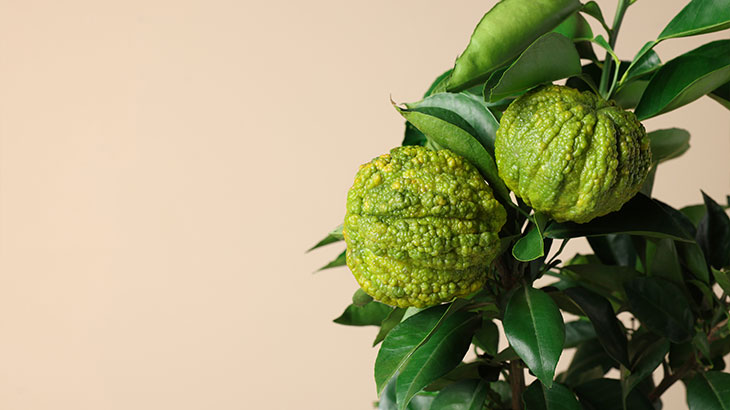 bergamot nedir