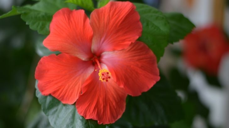 hibiskus