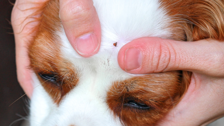 kırım kongo kenesi