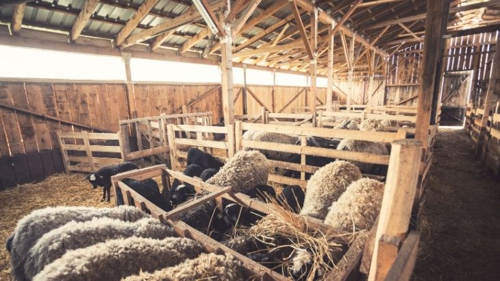 şap hastalığı belirtileri