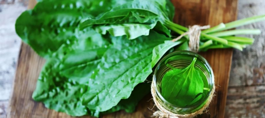 sinir otu faydaları