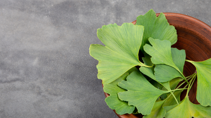 ginkgo biloba zararları