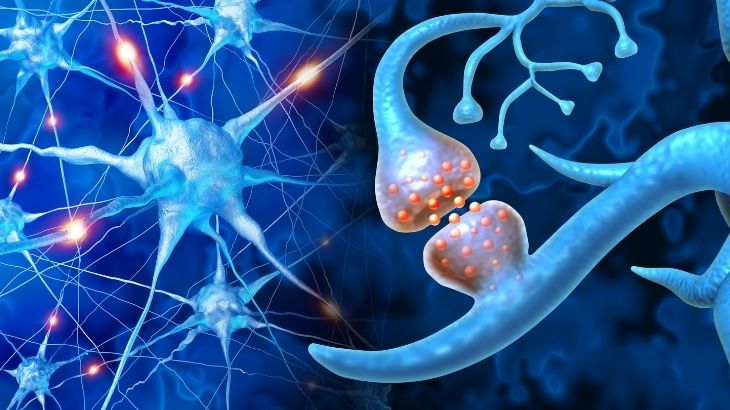 nöroplastisite nasıl geliştirilir