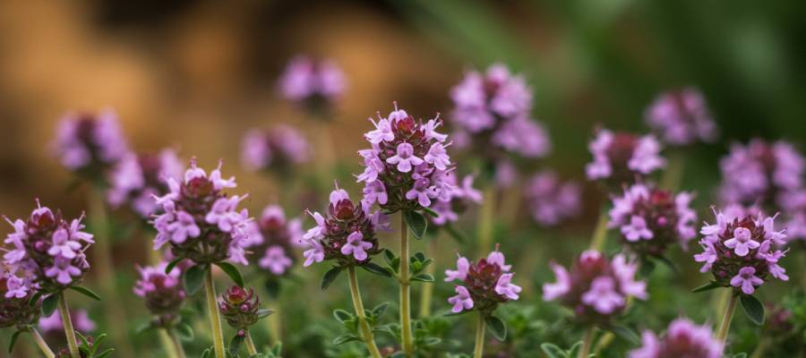 Yakın planda mor ve pembe tonlarında çiçek açmış kekik (Thymus vulgaris) bitkileri; yeşil yapraklı saplar üzerinde küçük çiçek kümeleriyle, flu arka planda doğal bahçe ortamı.