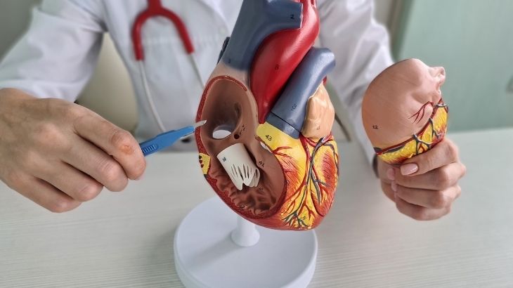 Uygulama sırasında kasık damarından girilerek kalbe ulaşılır ve özel bir klipsle kapakçık yaprakçıkları birleştirilir.