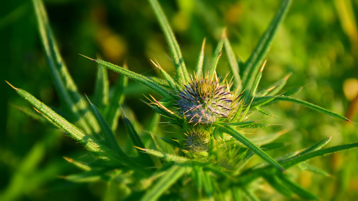 şevketi bostan yemeği