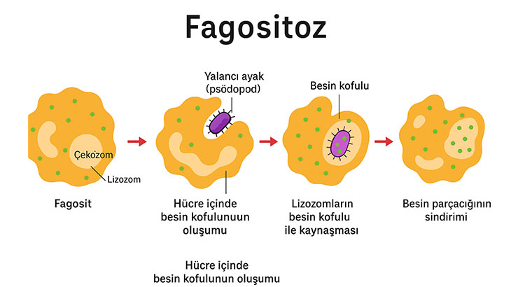 fagositoz