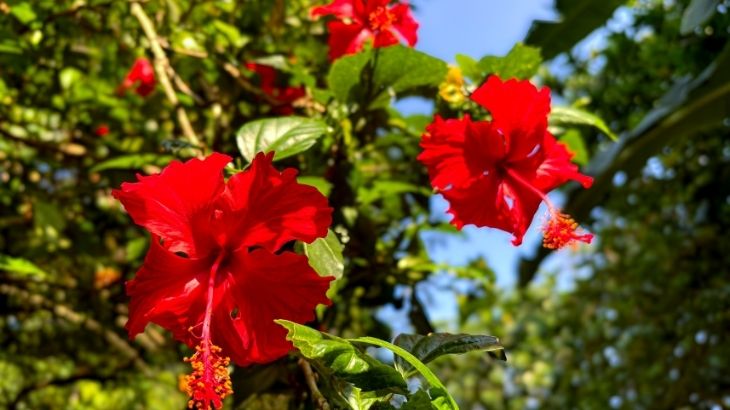 Kırmızı hibiskus çiçeği