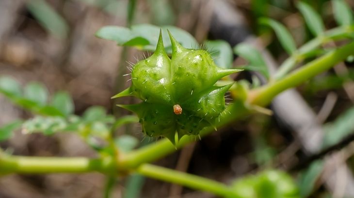 çoban çökerten faydaları