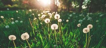 Alerjik Rinit Nedir? Alerjik Rinit Belirtileri Nelerdir?